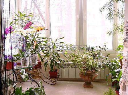 Комнатные растения в интерьере квартиры и дома: лучшие идеи, 30 + реальных фото