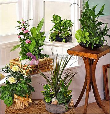 красивые комнатные растения