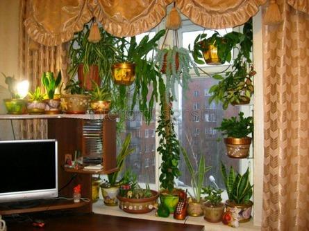 цветы в однокомнатной квартире фото интерьера