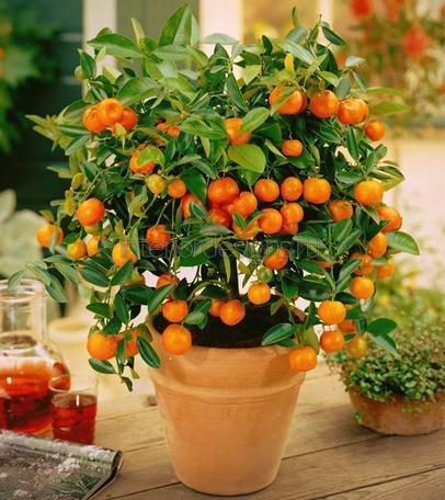 апельсиновое дерево в горшке