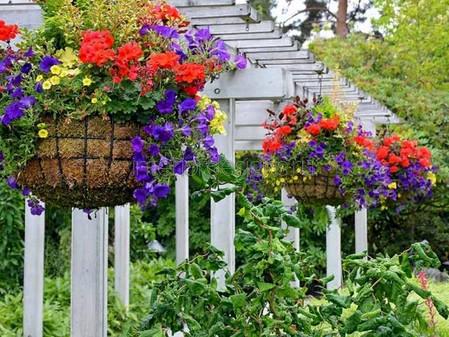 Лучшие ампельные растения для украшения сада | Все о цветах | Дзен