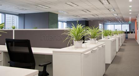 комнатные растения в интерьере офиса
