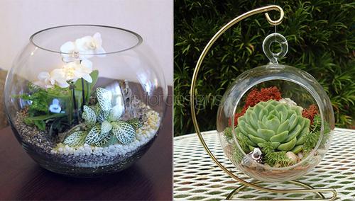 Выбираем вазу для флорариума и создаем свой мини-сад с баня-на-окружной.рф