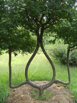дерево необычной формы